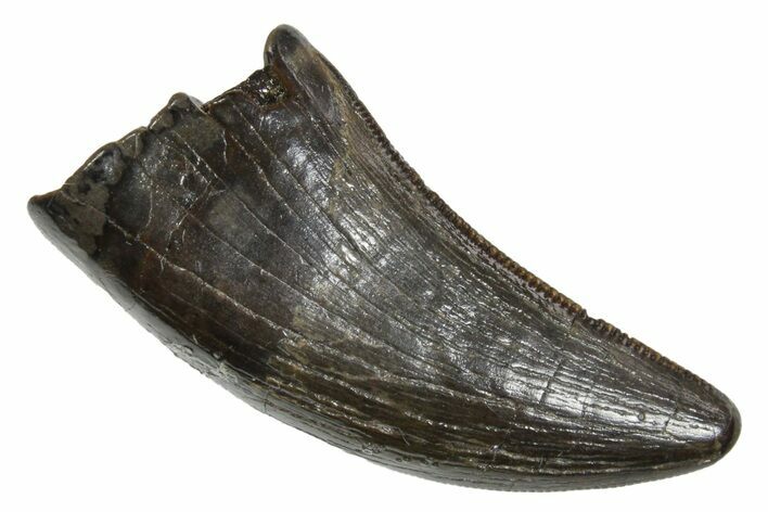 Serrated, Tyrannosaur (Nanotyrannus) Tooth - Montana #350417